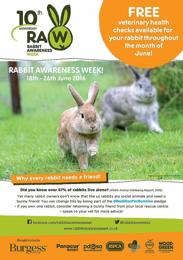 Rabbit Awareness Week 2024 Venus Jeannine