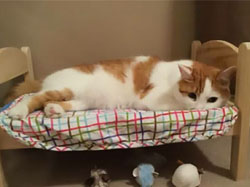 cat-testimonial