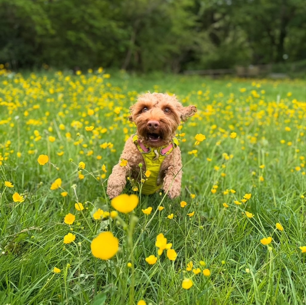 Blythman and Partners - Veterinary Practices in Tyne And Wear