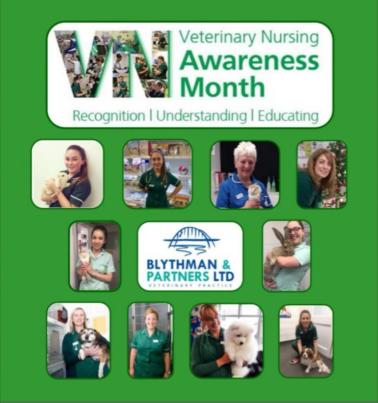Veterinary Nursing Awareness Month Blythman & Partners