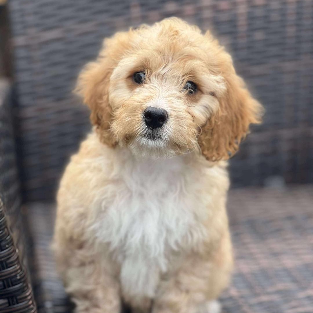 Blythman and Partners - Veterinary Practices in Tyne And Wear