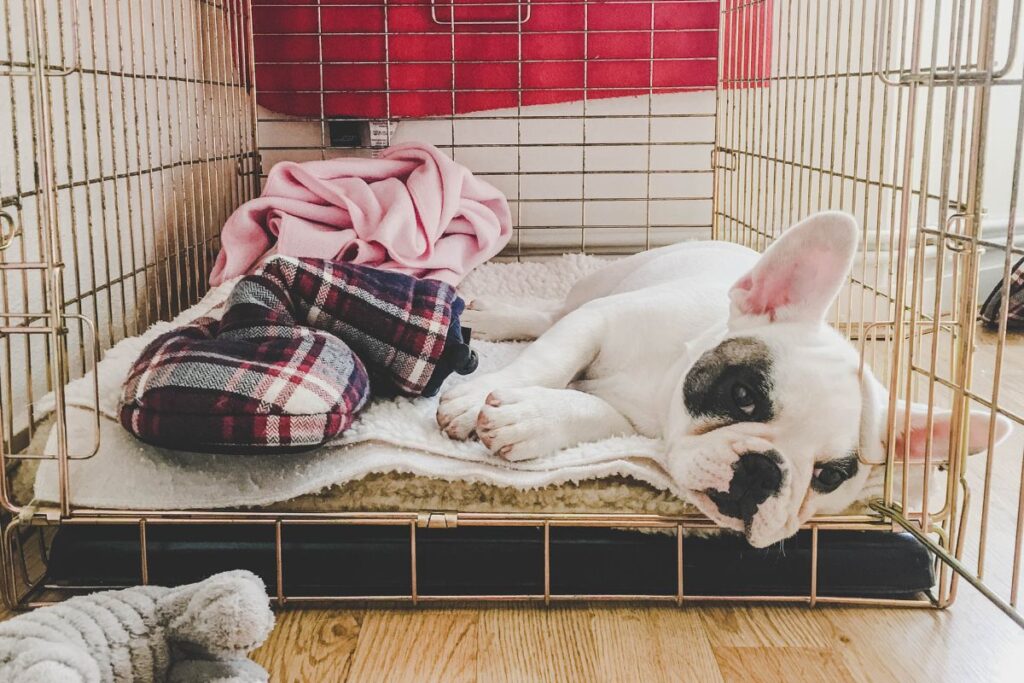 Crate Having an indoor crate/ puppy pen is essential for keeping your puppy safe when you are unable to supervise them. It prevents unnecessary house damage from occurring and can help with toilet training as most pups rarely chose to mess in their bed. It can also help your puppy cope when left alone. Correct introduction of the crate is crucial. It must feel safe and include soft bedding, water, and enrichment toys. It is a good idea to attach the toys to their crate so that your puppy learns they can only have them whilst inside, creating positive associations. The crate must never be used as a way of punishment, and they must not be disturbed when inside as this creates negative associations. Ensure the crate is adequately sized and will be large enough for them in adulthood. They should be able to stand up and stretch whilst inside. Puppies should not be left crated for long periods, after this time they may toilet inside and create negative associations. Every time your puppy falls asleep or appears tired you should guide them inside the crate and leave the door open, this creates a familiar place to wake up in but not confined to. A common technique used is allowing them to cry it out, this works well for the more confident puppy that is comfortable being left alone. For the more shy/ nervous puppy this may not be the best technique and consideration for extra help in settling into their new routine should be given, blankets with your scent on or staying with them until they settle can work well. When crate training it is important to build up the length of time inside the crate. You can feed high value treats such as stuffed kongs inside, opening the door before they finish not giving them time to whine or get distressed. Remember to remove all collars when left alone as they pose risk to health if caught. Some puppies simply cannot cope with being left alone or put inside a crate, help from a recognised behaviourist should be sought.