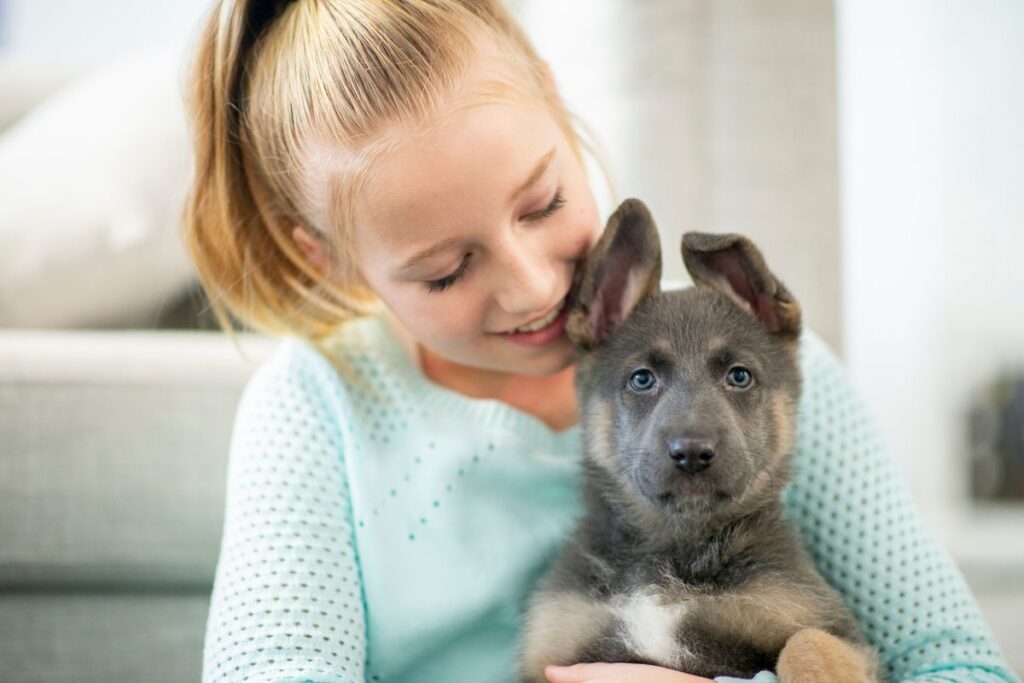 It is important to begin desensitising your puppy to human touch the moment you bring them home. Initially start by touching areas your puppy is comfortable with, slowly building up to common problem areas such as ears, paws and mouth. Use plenty of treats to reinforce positive associations. Progress at the pace of your puppy. If they move away whilst being touched, you should go back a step and take a slower approach. This theory can also be used to desensitise your puppy to teeth brushing or grooming. Introduce items and allow them to investigate whilst rewarding any engagement. Then start to touch your puppy with said item whilst continuing to reward them. Short but frequent bursts of training is recommended and remember not to rush the process.