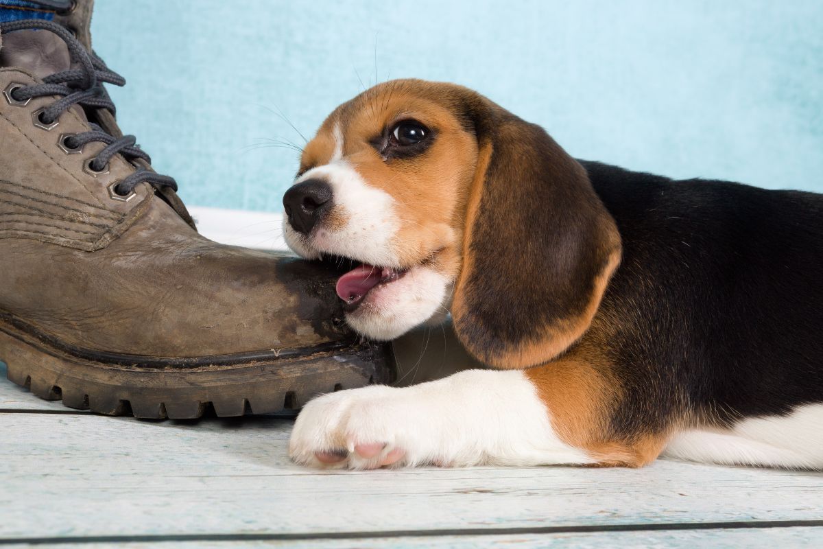 Separation Anxiety in Dogs Blythman and Partners Veterinary