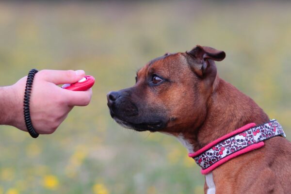 Blythman and Partners - Veterinary Practices in Tyne And Wear