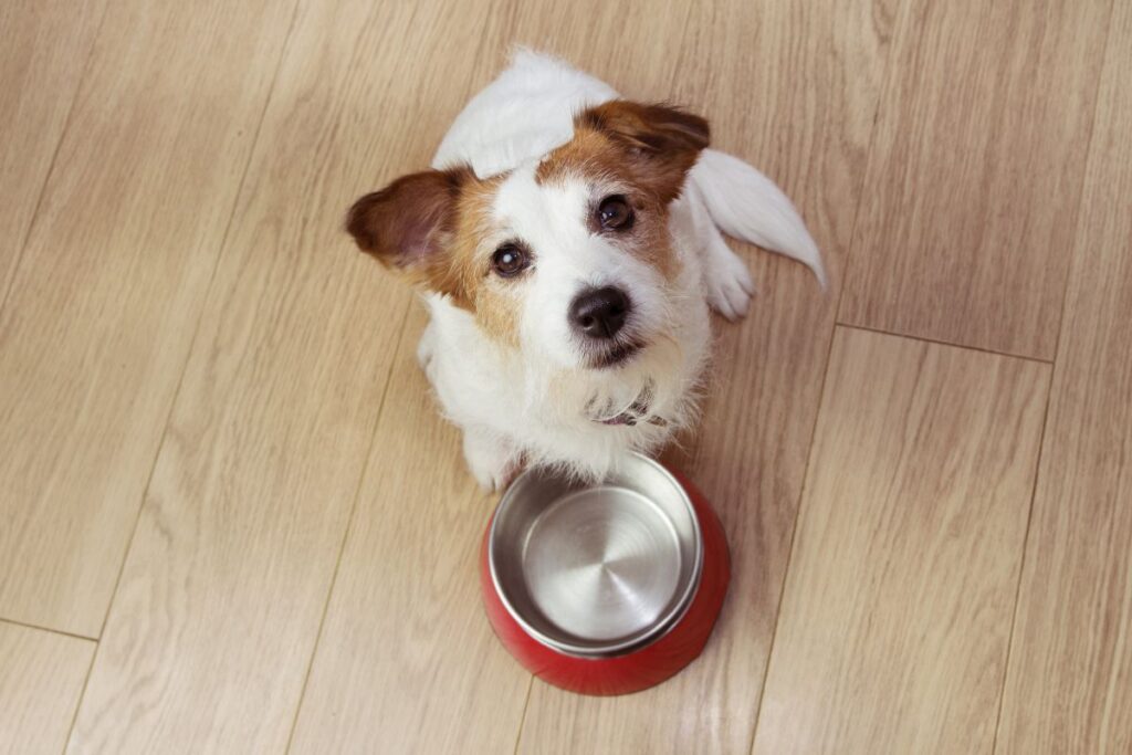 The most common outdated training advice is to put your hands into a dog’s food bowl when they are eating. This can be incredibly harmful to your dog’s training and cause resource guarding in later life. The best advice is to approach your puppy when they are eating and only ‘add’ food to their bowl. They will then associate human approaching whilst eating = more food/ rewards, creating positive associations. With toys it is important to build a solid ‘leave it’ command. Start by holding food in your hand and make a fist, hold it near and allow your puppy time to sniff. When they move away immediately reward by allowing them to have the treat in your hand, repeat until they no longer approach your closed hand. The next step is to introduce your command ‘leave it’ in a very happy tone and present your fist, if they back away reward, if they sniff or paw withdraw your fist and try again. Start to increase the duration between ‘leave it’ and the reward. Once they are repeatedly following command you can add in toys. It’s important not to chase your puppy if they have something they shouldn’t. This will only turn into a game and become a learnt behaviour. Instead, you should ignore and swap the item for something better.