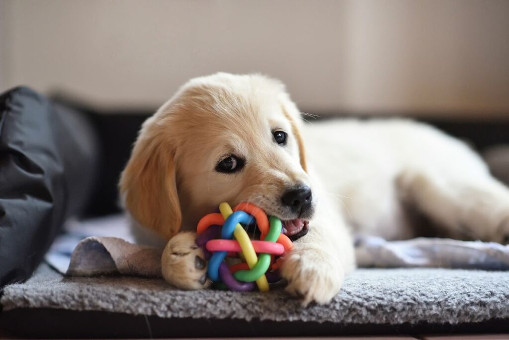 Mental enrichment should be a huge part of your puppies’ everyday life as it helps build a happy and more confident puppy. It can also help with unwanted behaviours by giving them an outlet to express natural behaviours. Digging and shredding are natural behaviours for some breeds therefore they must be given an outlet to express these behaviours in a safe way. There are 6 categories to providing enrichment: Toy – Engage in toy play to help strengthen your bond using a flirt pole/ tug toy. Having a toy rotation system is a great way to prevent puppies getting bored. Food – Mealtimes should never be wasted in a bowl whilst their brain is developing. Encourage them to use their nose to search for their food, try scatter feeding on grass or hiding in a rolled-up blanket. Sensory – This is to stimulate their senses, sight/ touch/ sound/ taste, and smell. Creating a scent garden of dog safe herbs are a great way of stimulating several senses at home. Doggy TV and bubbles are also easy to provide whilst they are in between vaccinations and not yet ready to venture into the wide world. Physical – Making your puppies living space fun and exciting giving them outlets to perform certain behaviours such as a giving them a dig pit/ tunnels and playing scent games. Cognitive – Problem solving/ brain games. Using interactive toys or puzzle feeders are a great way to keep them thinking, allowing them to gain confidence. Social – Spending time with people/ play mates and new environments. Dogs are social animals and by allowing social time it can improve their communication skills and reduces the chances of reactivity and fear.