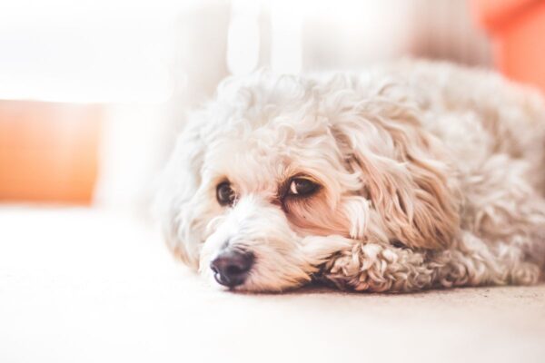 Calmness should be encouraged whilst at home in everyday life. It allows puppies to switch off and can prevent over arousal. To encourage this behaviour, you can create a safe space using a blanket or small bed placed onto the floor. Then sprinkle treats onto the bed without giving eye contact so they do not associate you with the treats but the bed instead. Once they associate the bed with good things wait until they show calm behaviours before rewarding like laying down/ resting head. This concept of using a bed and encouraging calmness would benefit you at home and once old enough it can be taken outside to cafes/ pubs/ picnics if you wish. When your puppy shows desired behaviours, such as settling without being asked or taking themselves to bed they should be rewarded, using the ‘reward nothing’ technique.