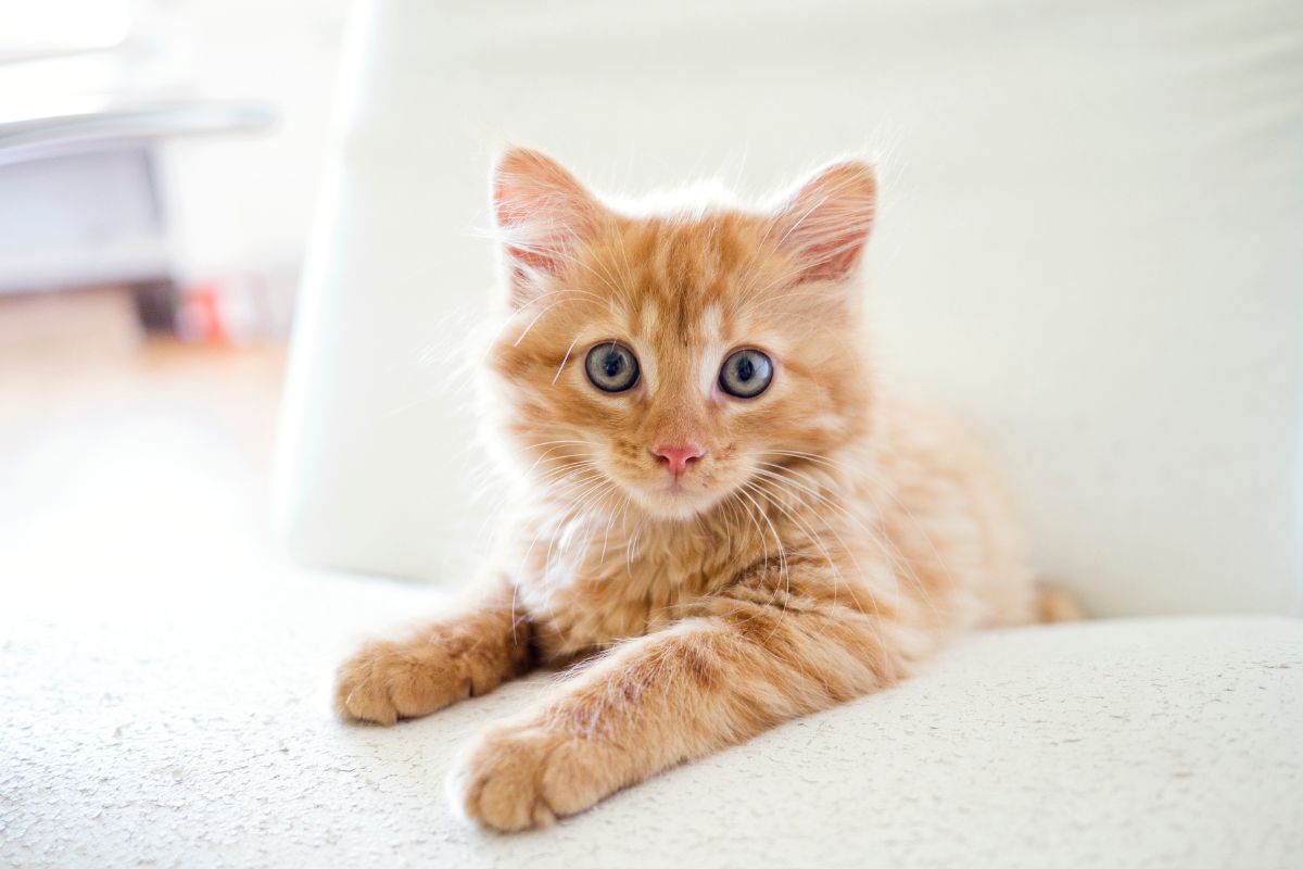 Post Kitten Kitten/Cat Advice: Socialisation and feline communication - Blythman ...