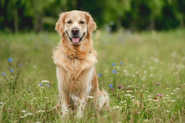 Blythman and Partners - Veterinary Practices in Tyne And Wear