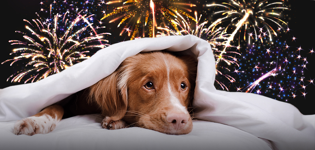 Ever wondered why our dogs and cats can be so sensitive to fireworks
